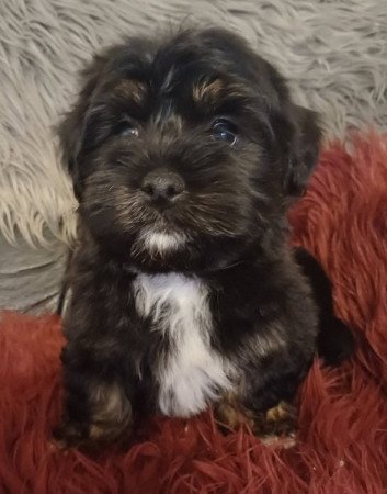 bichon havanese