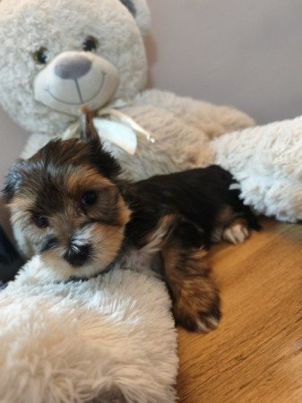 Yorkshire terrier