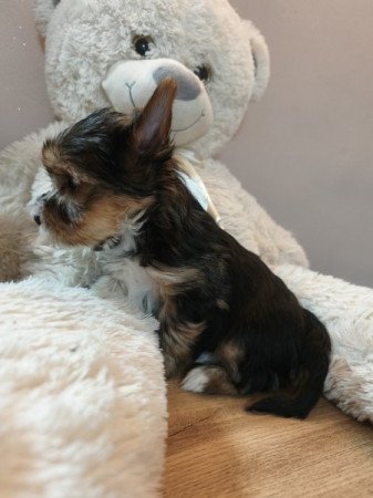 Yorkshire terrier