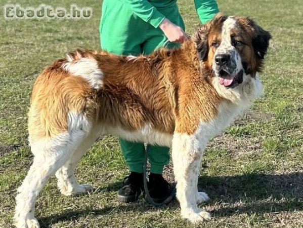 Moszkvai őr kiskutyák.