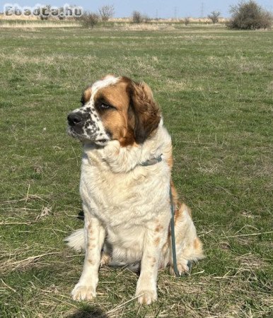 Moszkvai őr kiskutyák.