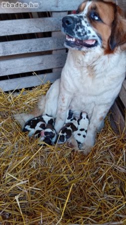 Moszkvai őr kiskutyák.