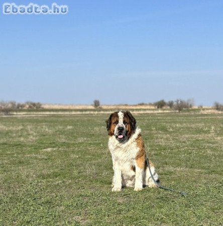 Moszkvai őr kiskutyák.