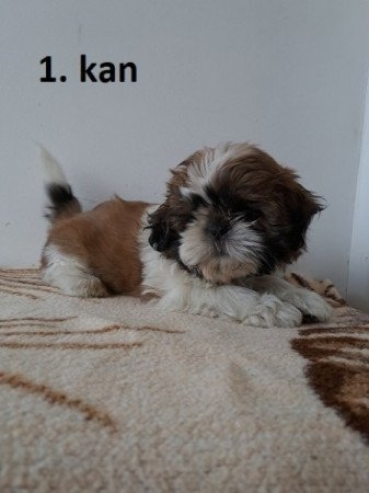 Shih-tzu