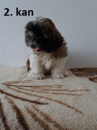 Shih-tzu