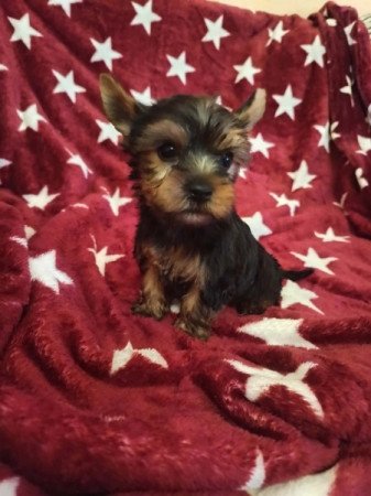 Yorkshire terrier