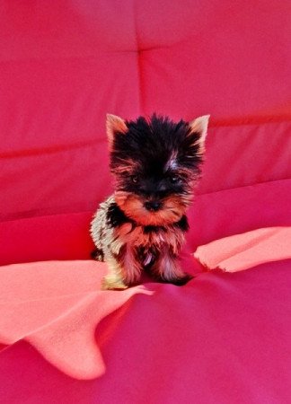 yorkshire terrier