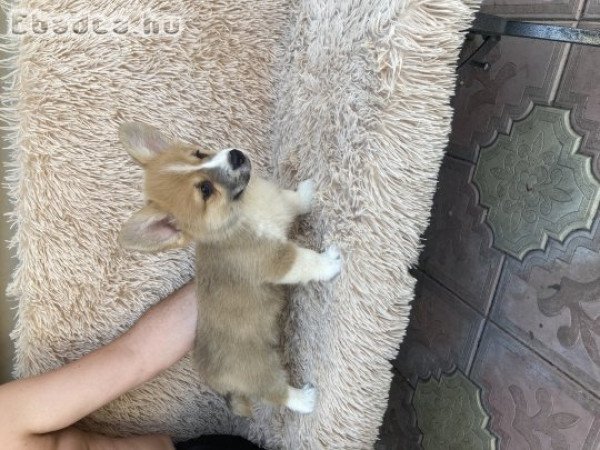 Wels corgi