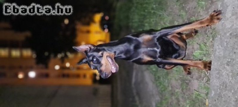 Szuka dobermann kutya