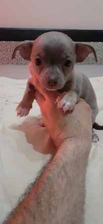 Csivava