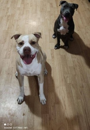 Amerikai StaffordshireTerrier