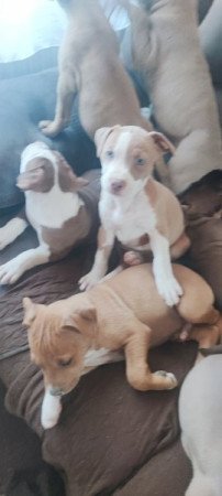 Amerikai StaffordshireTerrier