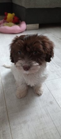 Bichon havanese
