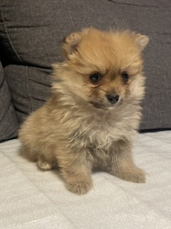 Pomerániai Törpe Spitz