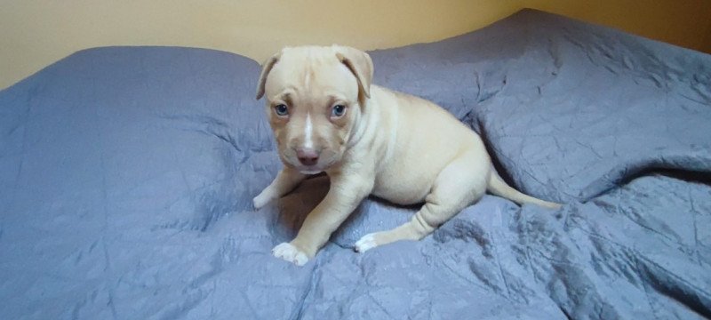 Amerikai StaffordshireTerrier