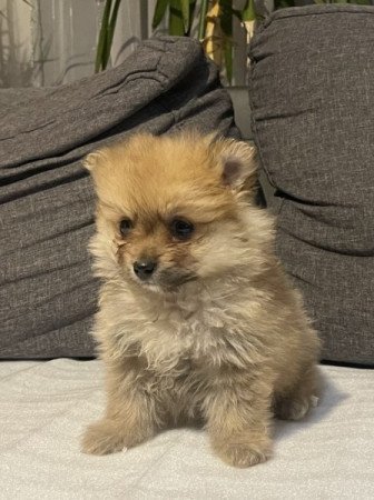 Pomerániai Törpe Spitz