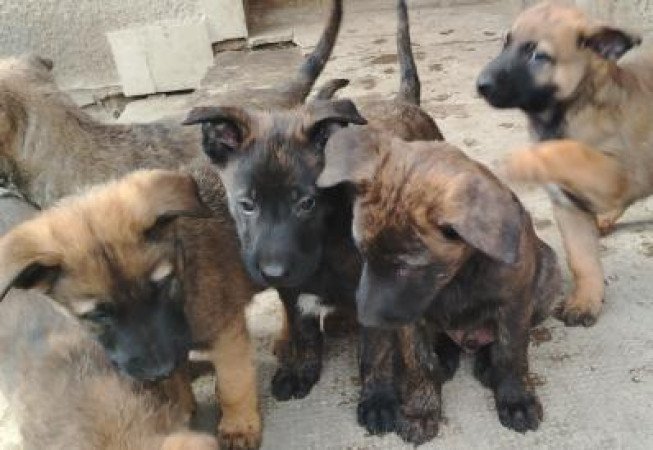 Malionis Holland juhász mix