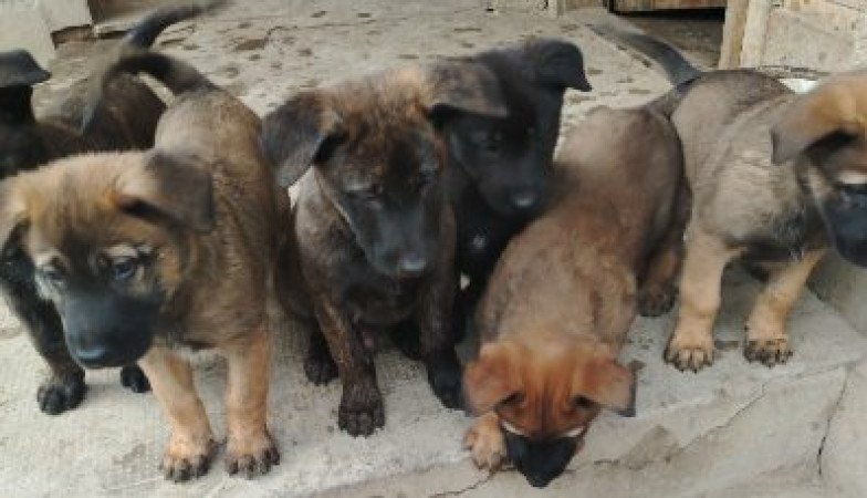 Malionis Holland juhász mix