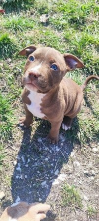 Amerikai StaffordshireTerrier