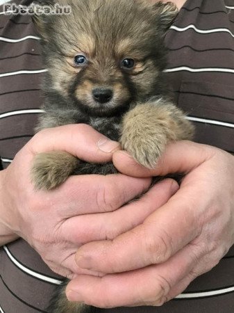 Eladók tündéri  Spicc, Spitz kutyusok!