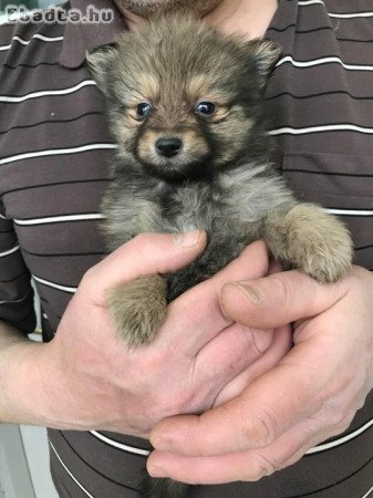 Eladók tündéri  Spicc, Spitz kutyusok!