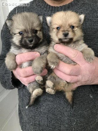 Eladók tündéri  Spicc, Spitz kutyusok!