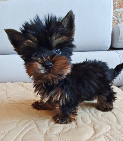 yorkshire terrier