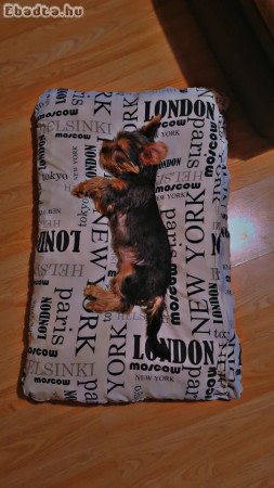 Yorki kan
