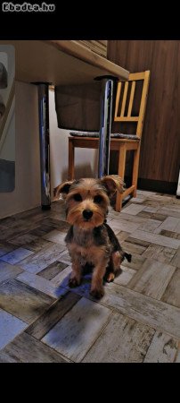 Yorki kan