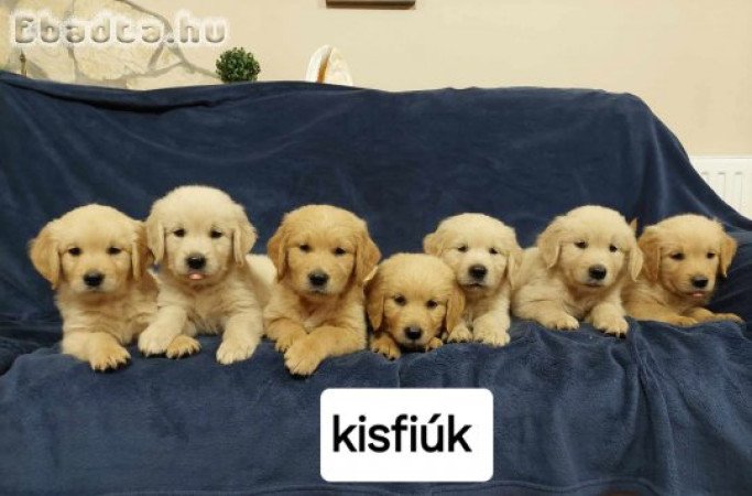 Golden Retriever kisfiúk.