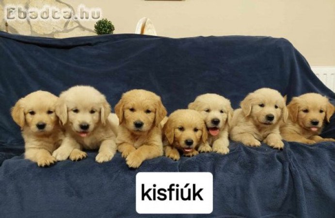 Golden Retriever kisfiúk.