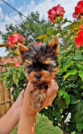 yorkshire terrier