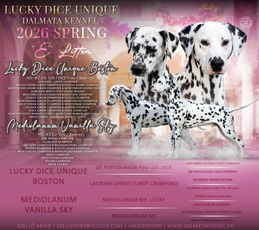 Törzskönyves dalmaták előjegyezhetők