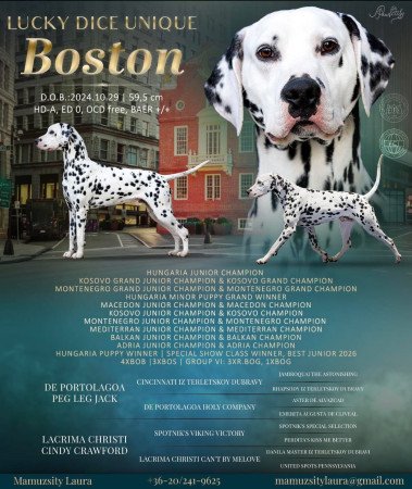 Törzskönyves dalmaták előjegyezhetők