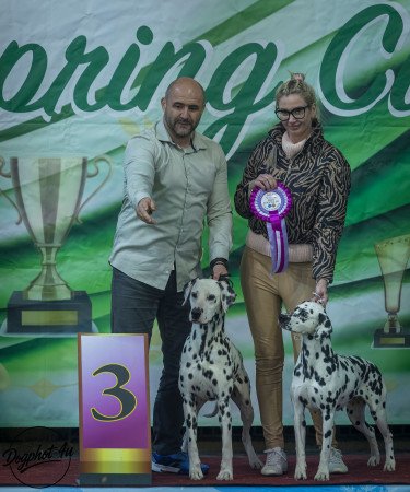 Törzskönyves dalmaták előjegyezhetők