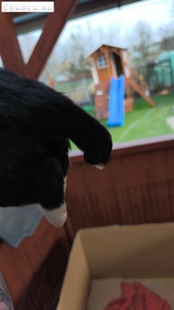 Border colli kiskutya