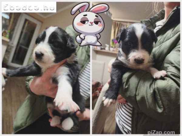 Border colli kiskutya