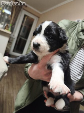 Border colli kiskutya