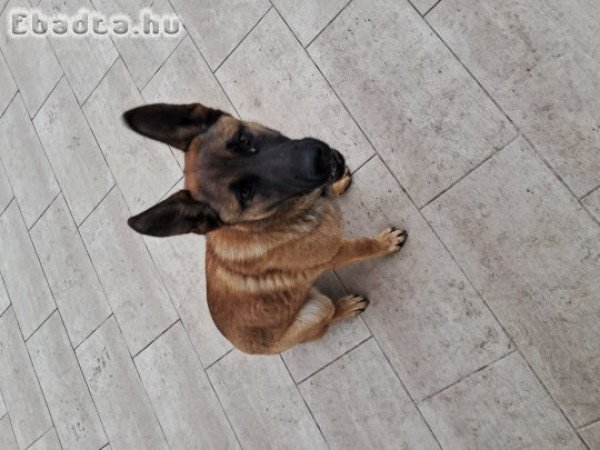 Malinois kutya eladó