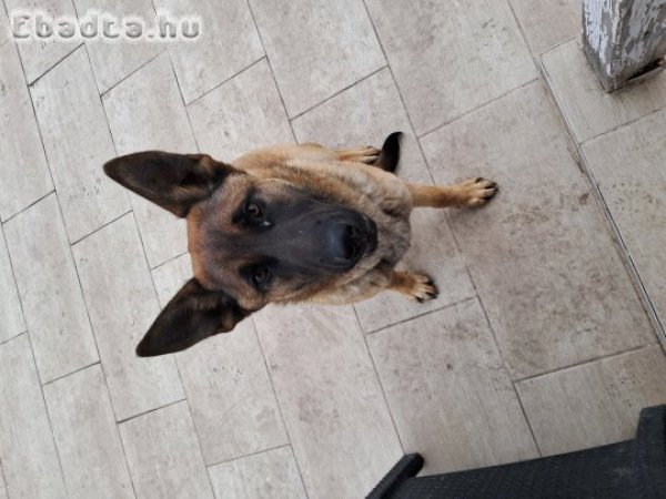 Malinois kutya eladó