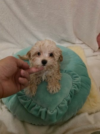 Máltipoo