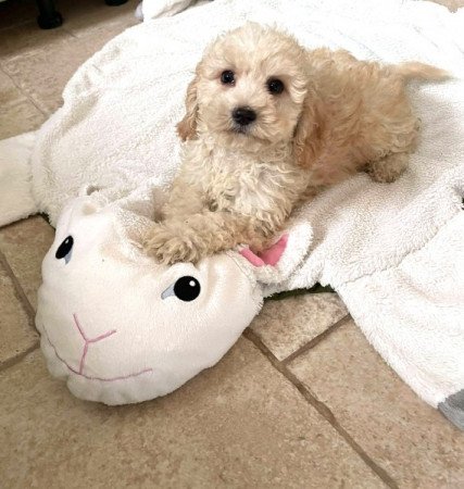 Maltipoo
