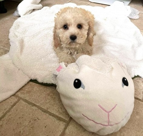 Maltipoo