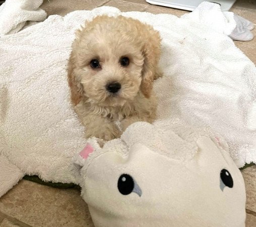 Maltipoo