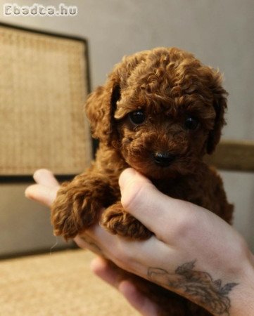 Poodle puppies