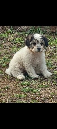 Bichon Havanese