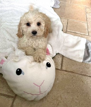 Maltipoo