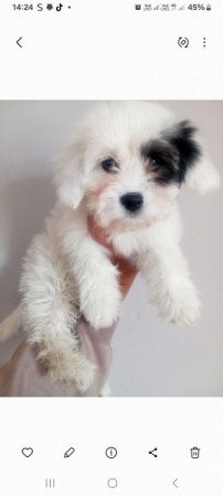 Bichon Havanese