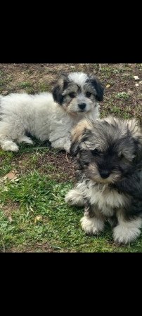 Bichon Havanese
