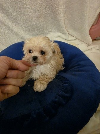 Máltipoo